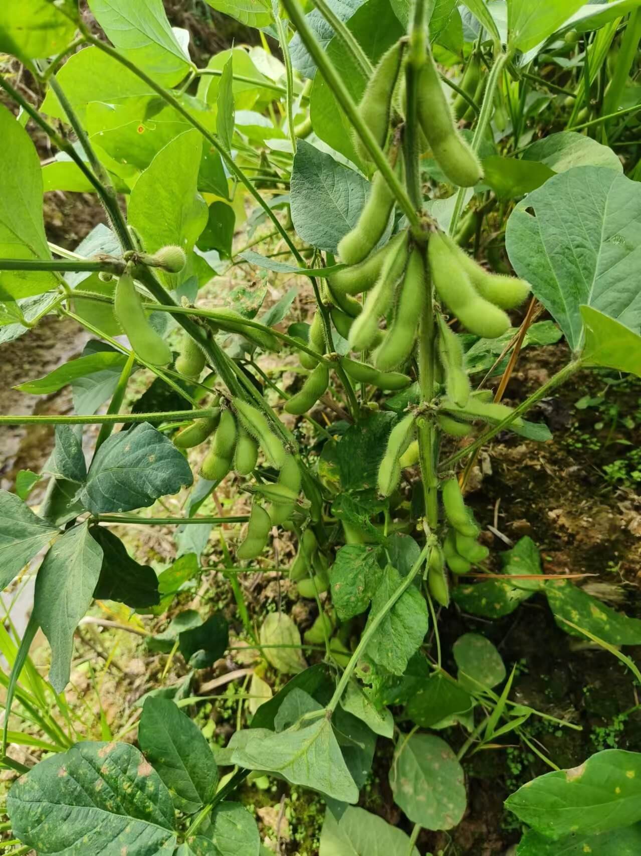 毛豆荚原料