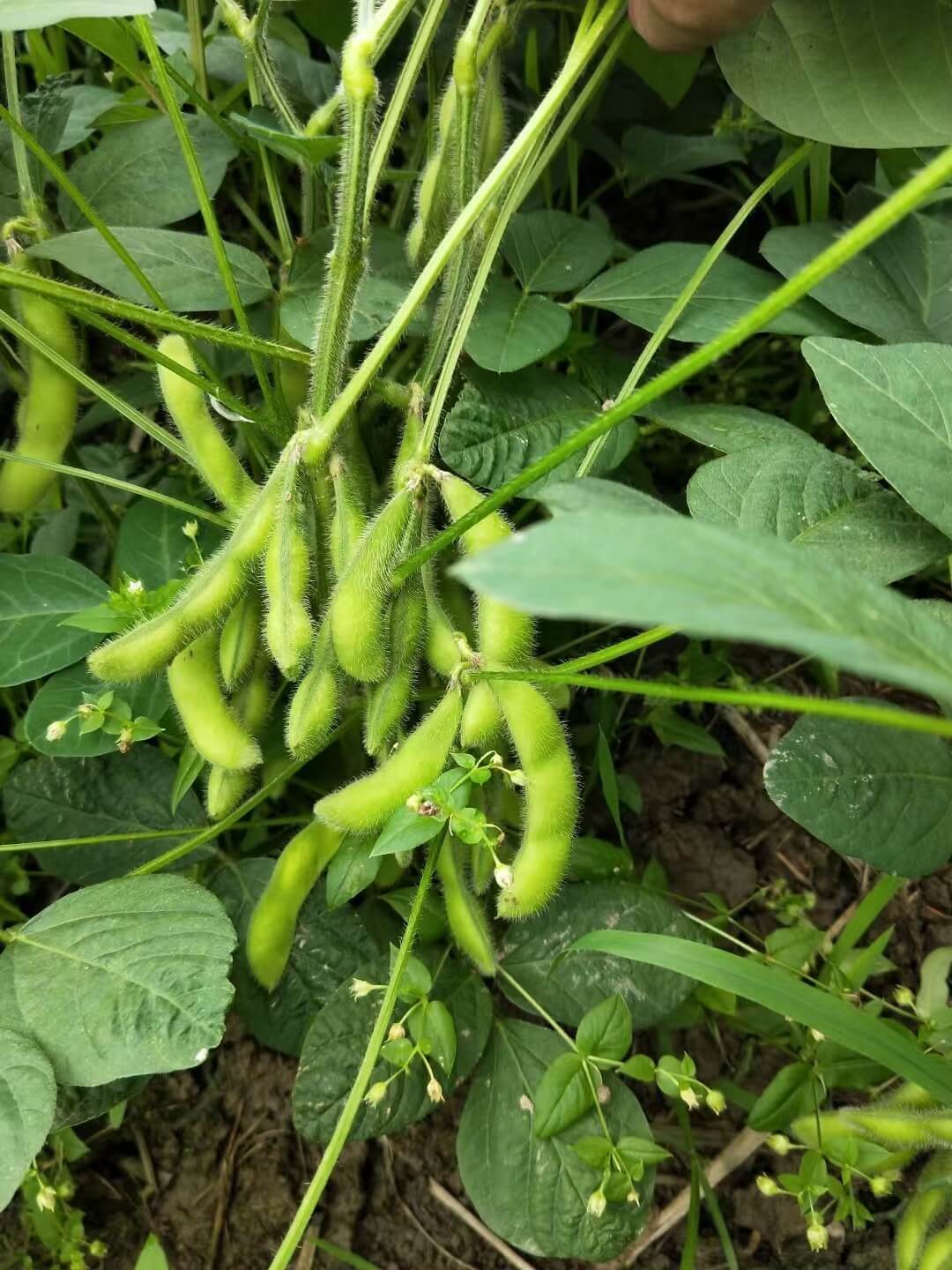 毛豆荚原料