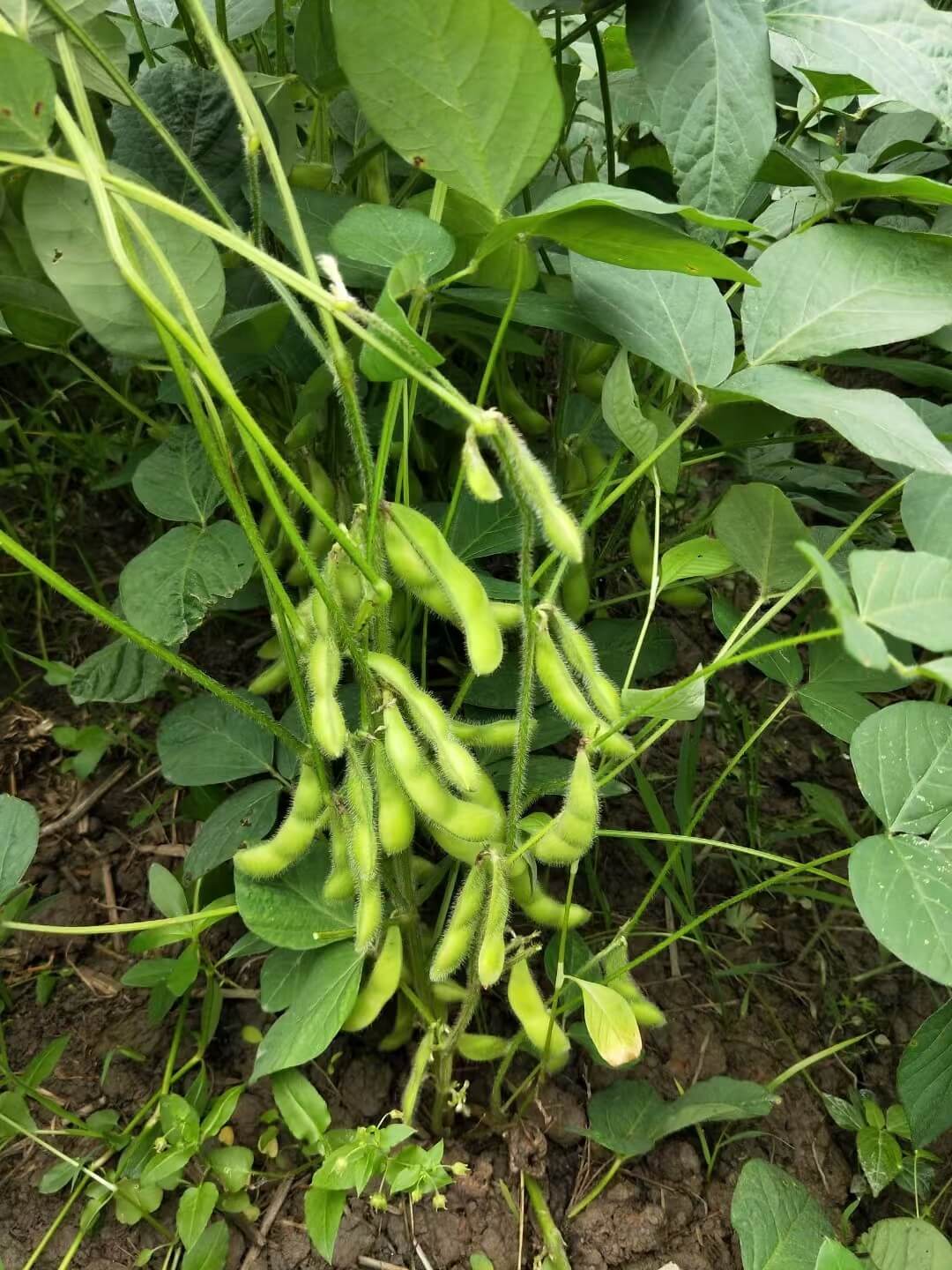 毛豆荚原料