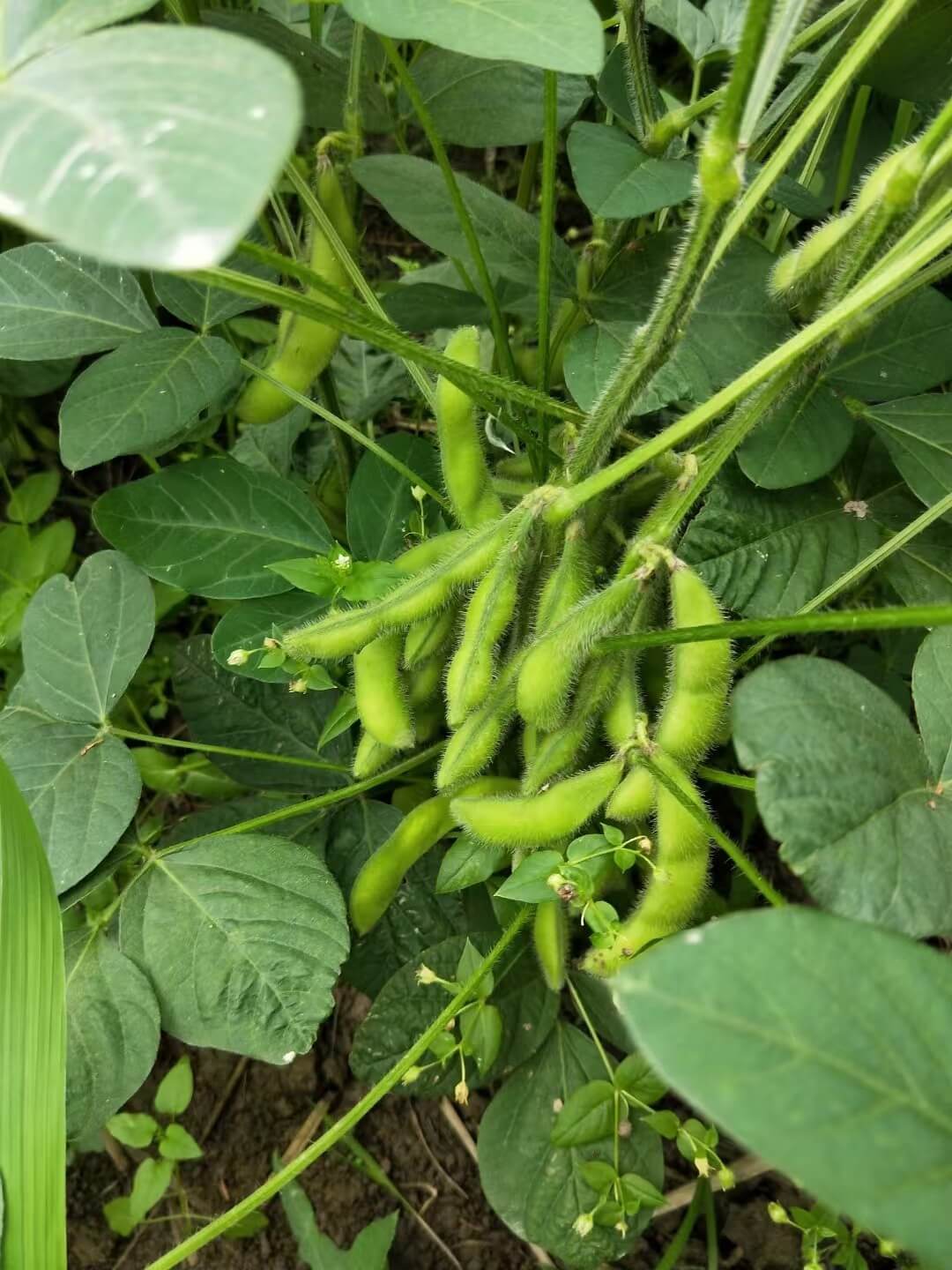 毛豆荚原料